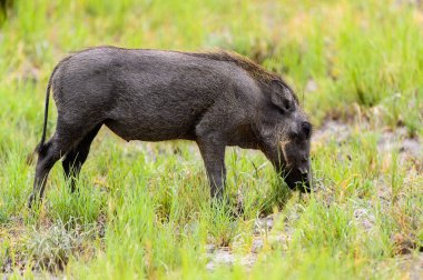 Yaban domuzu Moremi Game Reserve (Okavango Nehri Deltası), Milli Park, Botsvana ot yiyor