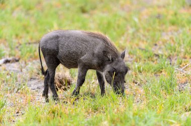 Yaban domuzu Moremi Game Reserve (Okavango Nehri Deltası), Milli Park, Botsvana ot yiyor