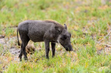 Yaban domuzu Moremi Game Reserve (Okavango Nehri Deltası), Milli Park, Botsvana ot yiyor