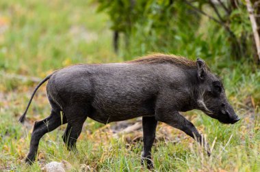 Yaban domuzu Moremi Game Reserve (Okavango Nehri Deltası), Milli Park, Botsvana ot yiyor
