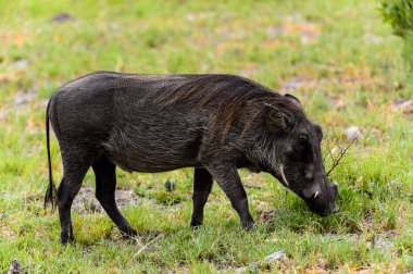 Yaban domuzu Moremi Game Reserve (Okavango Nehri Deltası), Milli Park, Botsvana ot yiyor