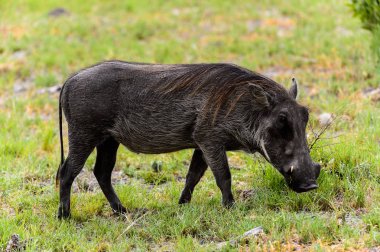 Yaban domuzu Moremi Game Reserve (Okavango Nehri Deltası), Milli Park, Botsvana ot yiyor