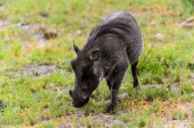 Moremi Game Reserve (Okavango Nehri Deltası), Milli Park, Botsvana'da bir yaban domuzunun yakın görünümü
