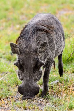 Moremi Game Reserve (Okavango Nehri Deltası), Milli Park, Botsvana'da bir yaban domuzunun yakın görünümü