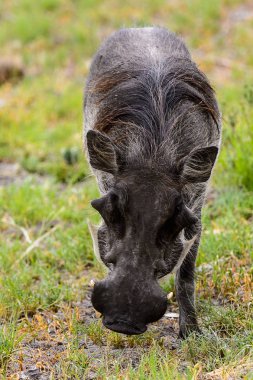 Moremi Game Reserve (Okavango Nehri Deltası), Milli Park, Botsvana'da bir yaban domuzunun yakın görünümü