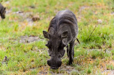 Moremi Game Reserve (Okavango Nehri Deltası), Milli Park, Botsvana'da bir yaban domuzunun yakın görünümü