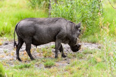Moremi Game Reserve (Okavango Nehri Deltası), Milli Park, Botsvana'da bir yaban domuzunun yakın görünümü