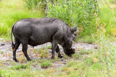 Moremi Game Reserve (Okavango Nehri Deltası), Milli Park, Botsvana'da bir yaban domuzunun yakın görünümü