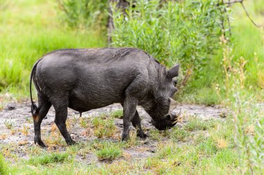 Moremi Game Reserve (Okavango Nehri Deltası), Milli Park, Botsvana'da bir yaban domuzunun yakın görünümü