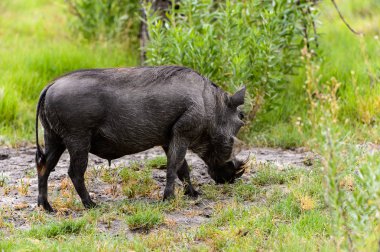 Moremi Game Reserve (Okavango Nehri Deltası), Milli Park, Botsvana'da bir yaban domuzunun yakın görünümü