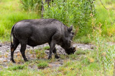 Moremi Game Reserve (Okavango Nehri Deltası), Milli Park, Botsvana'da bir yaban domuzunun yakın görünümü