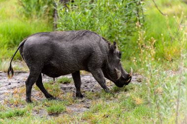 Moremi Game Reserve (Okavango Nehri Deltası), Milli Park, Botsvana'da bir yaban domuzunun yakın görünümü