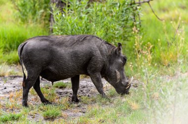 Moremi Game Reserve (Okavango Nehri Deltası), Milli Park, Botsvana'da bir yaban domuzunun yakın görünümü