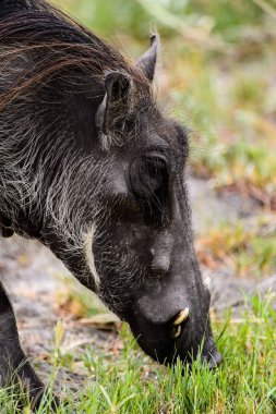 Moremi Game Reserve (Okavango Nehri Deltası), Milli Park, Botsvana'da bir yaban domuzunun yakın görünümü