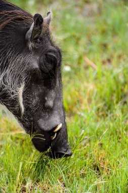 Moremi Game Reserve (Okavango Nehri Deltası), Milli Park, Botsvana'da bir yaban domuzunun yakın görünümü