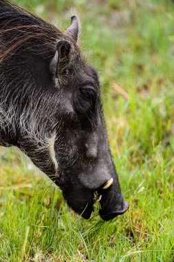 Moremi Game Reserve (Okavango Nehri Deltası), Milli Park, Botsvana'da bir yaban domuzunun yakın görünümü