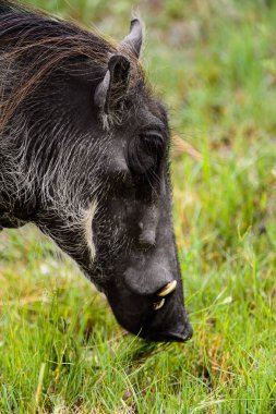 Moremi Game Reserve (Okavango Nehri Deltası), Milli Park, Botsvana'da bir yaban domuzunun yakın görünümü