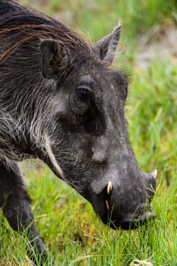Moremi Game Reserve (Okavango Nehri Deltası), Milli Park, Botsvana'da bir yaban domuzunun yakın görünümü