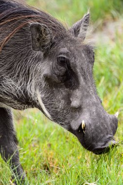 Moremi Game Reserve (Okavango Nehri Deltası), Milli Park, Botsvana'da bir yaban domuzunun yakın görünümü
