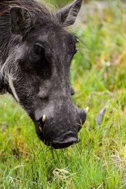 Moremi Game Reserve (Okavango Nehri Deltası), Milli Park, Botsvana'da bir yaban domuzunun yakın görünümü