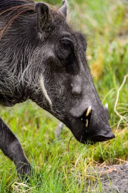 Moremi Game Reserve (Okavango Nehri Deltası), Milli Park, Botsvana'da bir yaban domuzunun yakın görünümü