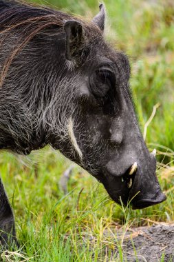 Moremi Game Reserve (Okavango Nehri Deltası), Milli Park, Botsvana'da bir yaban domuzunun yakın görünümü
