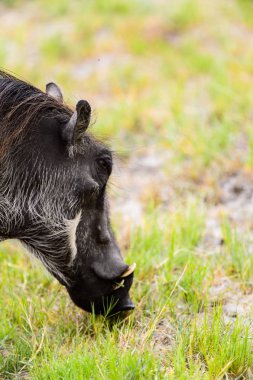 Moremi Game Reserve (Okavango Nehri Deltası), Milli Park, Botsvana'da bir yaban domuzunun yakın görünümü