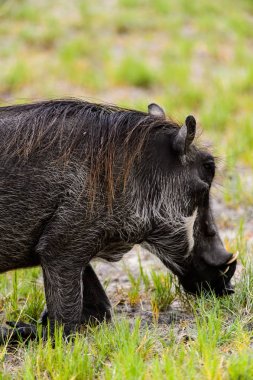 Moremi Game Reserve (Okavango Nehri Deltası), Milli Park, Botsvana'da bir yaban domuzunun yakın görünümü