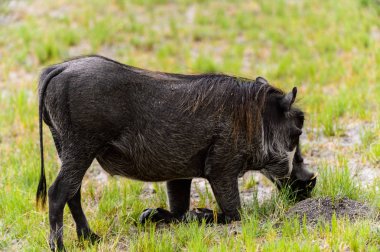 Moremi Game Reserve (Okavango Nehri Deltası), Milli Park, Botsvana'da bir yaban domuzunun yakın görünümü