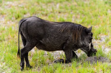 Moremi Game Reserve (Okavango Nehri Deltası), Milli Park, Botsvana'da bir yaban domuzunun yakın görünümü