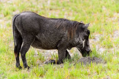 Moremi Game Reserve (Okavango Nehri Deltası), Milli Park, Botsvana'da bir yaban domuzunun yakın görünümü