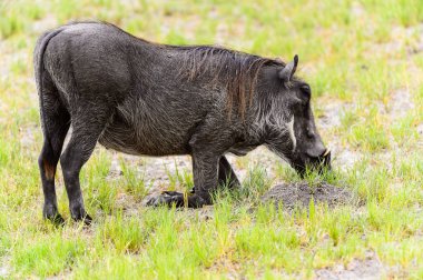 Moremi Game Reserve (Okavango Nehri Deltası), Milli Park, Botsvana'da bir yaban domuzunun yakın görünümü