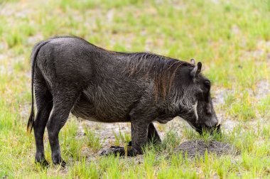 Moremi Game Reserve (Okavango Nehri Deltası), Milli Park, Botsvana'da bir yaban domuzunun yakın görünümü