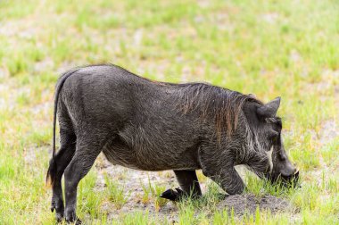 Moremi Game Reserve (Okavango Nehri Deltası), Milli Park, Botsvana'da bir yaban domuzunun yakın görünümü