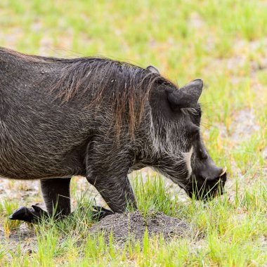 Moremi Game Reserve (Okavango Nehri Deltası), Milli Park, Botsvana'da bir yaban domuzunun yakın görünümü