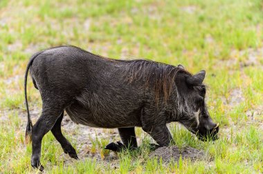 Moremi Game Reserve (Okavango Nehri Deltası), Milli Park, Botsvana'da bir yaban domuzunun yakın görünümü