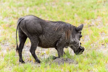 Moremi Game Reserve (Okavango Nehri Deltası), Milli Park, Botsvana'da bir yaban domuzunun yakın görünümü