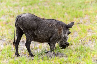 Moremi Game Reserve (Okavango Nehri Deltası), Milli Park, Botsvana'da bir yaban domuzunun yakın görünümü