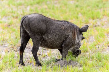 Moremi Game Reserve (Okavango Nehri Deltası), Milli Park, Botsvana'da bir yaban domuzunun yakın görünümü