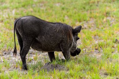 Moremi Game Reserve (Okavango Nehri Deltası), Milli Park, Botsvana'da bir yaban domuzunun yakın görünümü