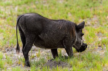 Moremi Game Reserve (Okavango Nehri Deltası), Milli Park, Botsvana'da bir yaban domuzunun yakın görünümü