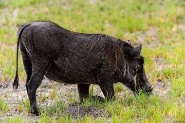 Moremi Game Reserve (Okavango Nehri Deltası), Milli Park, Botsvana'da bir yaban domuzunun yakın görünümü