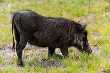 Moremi Game Reserve (Okavango Nehri Deltası), Milli Park, Botsvana'da bir yaban domuzunun yakın görünümü