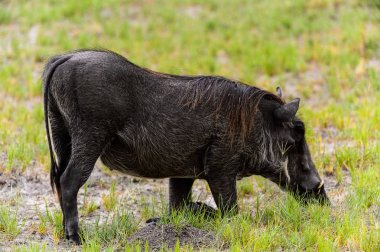 Moremi Game Reserve (Okavango Nehri Deltası), Milli Park, Botsvana'da bir yaban domuzunun yakın görünümü