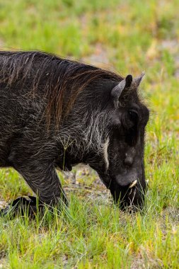 Moremi Game Reserve (Okavango Nehri Deltası), Milli Park, Botsvana'da bir yaban domuzunun yakın görünümü