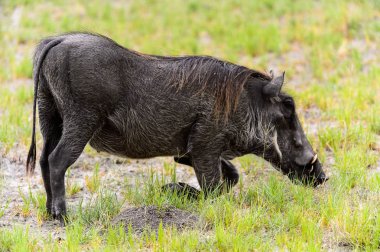 Moremi Game Reserve (Okavango Nehri Deltası), Milli Park, Botsvana'da bir yaban domuzunun yakın görünümü