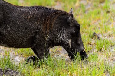 Moremi Game Reserve (Okavango Nehri Deltası), Milli Park, Botsvana'da bir yaban domuzunun yakın görünümü