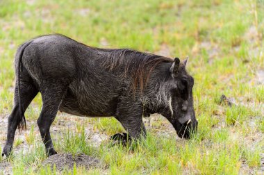 Moremi Game Reserve (Okavango Nehri Deltası), Milli Park, Botsvana'da bir yaban domuzunun yakın görünümü