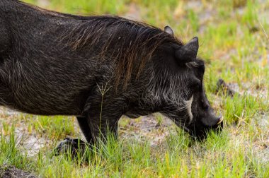 Moremi Game Reserve (Okavango Nehri Deltası), Milli Park, Botsvana'da bir yaban domuzunun yakın görünümü