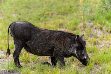 Moremi Game Reserve (Okavango Nehri Deltası), Milli Park, Botsvana'da bir yaban domuzunun yakın görünümü